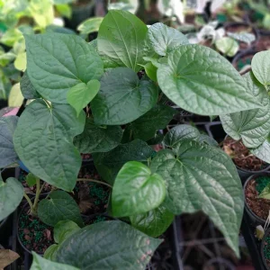 Paan Piper Betel Live Plant – Beetle Leaf Plant – 4 inch Pot – Indoor/Outdoor - Image 1