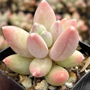 Pachyphytum Compactum Rose Succulent Live Plant - Little Jewel Pink - 2 inch pot - Image 2