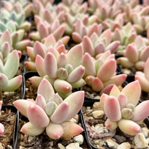 Pachyphytum Compactum Rose Succulent Live Plant - Little Jewel Pink - 2 inch pot - Image 3