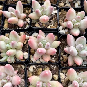 Pachyphytum Compactum Rose Succulent Live Plant - Little Jewel Pink - 2 inch pot - Image 4