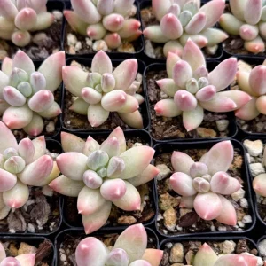 Pachyphytum Compactum Rose Succulent Live Plant - Little Jewel Pink - 2 inch pot - Image 5