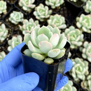 Pachyveria Draco Succulent Live Plant - 2 inch Pot - Indoor/Outdoor Hybrid - Image 2