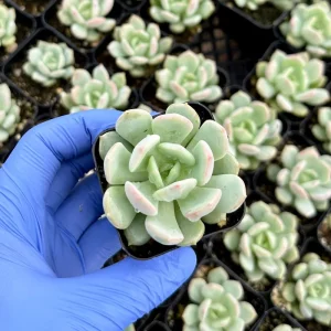 Pachyveria Draco Succulent Live Plant - 2 inch Pot - Indoor/Outdoor Hybrid - Image 3