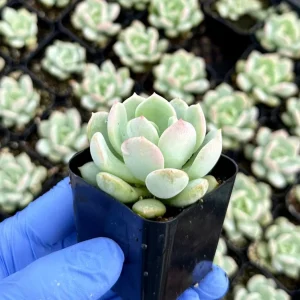 Pachyveria Draco Succulent Live Plant - 2 inch Pot - Indoor/Outdoor Hybrid - Image 1