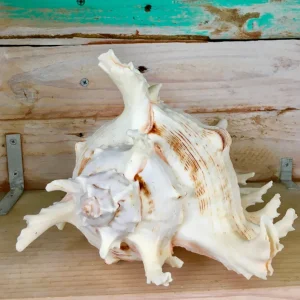 Pacific Ramosa Murex Conch Shell - Spiky Coastal Decor, 3-6 inches - Image 2