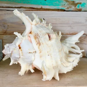 Pacific Ramosa Murex Conch Shell - Spiky Coastal Decor, 3-6 inches - Image 3