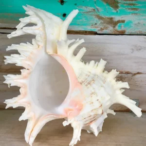 Pacific Ramosa Murex Conch Shell - Spiky Coastal Decor, 3-6 inches - Image 4