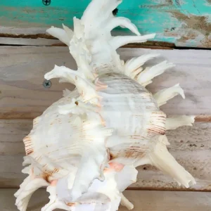 Pacific Ramosa Murex Conch Shell - Spiky Coastal Decor, 3-6 inches - Image 5