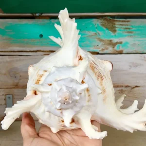 Pacific Ramosa Murex Conch Shell - Spiky Coastal Decor, 3-6 inches - Image 6