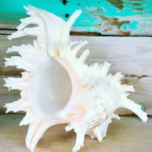 Pacific Ramosa Murex Conch Shell - Spiky Coastal Decor, 3-6 inches - Image 7