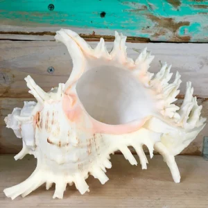Pacific Ramosa Murex Conch Shell - Spiky Coastal Decor, 3-6 inches - Image 1