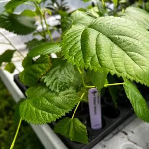 Pakistan Mulberry Tree Live Plant - Half Gallon Pot - Sweet Fruit - Image 2