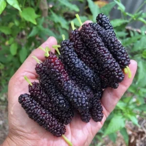 Pakistan Mulberry Tree Live Plant - Half Gallon Pot - Sweet Fruit - Image 1