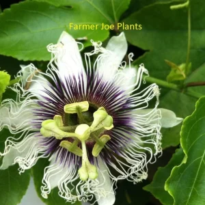 Panama Red Passion Fruit Live Plant - Passiflora Edulis - 4 inch Tall - Image 1