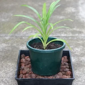 Pandan Live Plant 4-6 Inch Tall - Pandanus Amaryllifolius Tropical Herb - Image 1