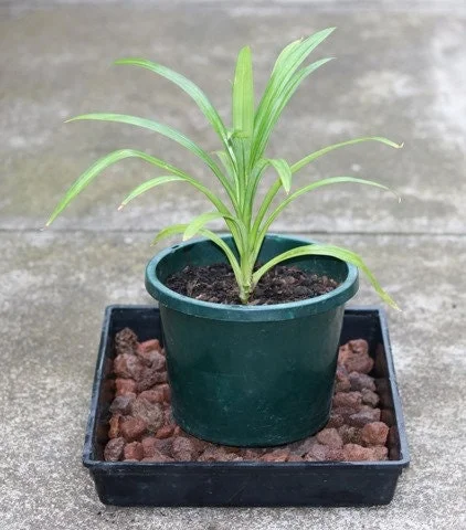 Pandan Live Plant 4-6 Inch Tall - Pandanus Amaryllifolius Tropical Herb - Image 1