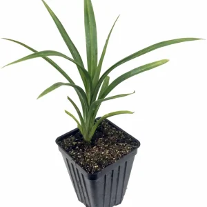 Pandan Live Plant 4-6 Inch Tall - Pandanus Amaryllifolius Tropical Herb - Image 2