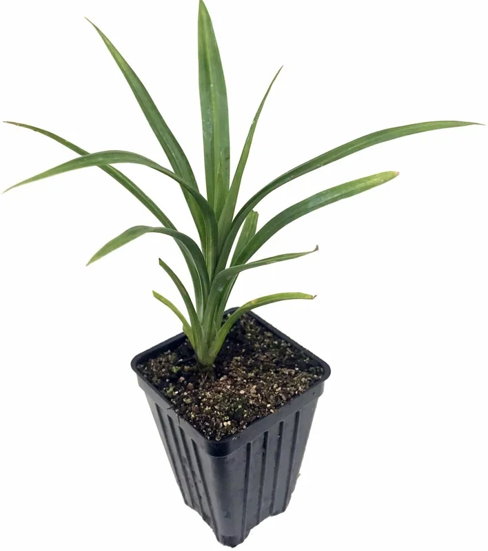Pandan Live Plant 4-6 Inch Tall - Pandanus Amaryllifolius Tropical Herb - Image 2