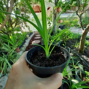 Pandan Live Plant 4-6 Inch Tall - Pandanus Amaryllifolius Tropical Herb - Image 3