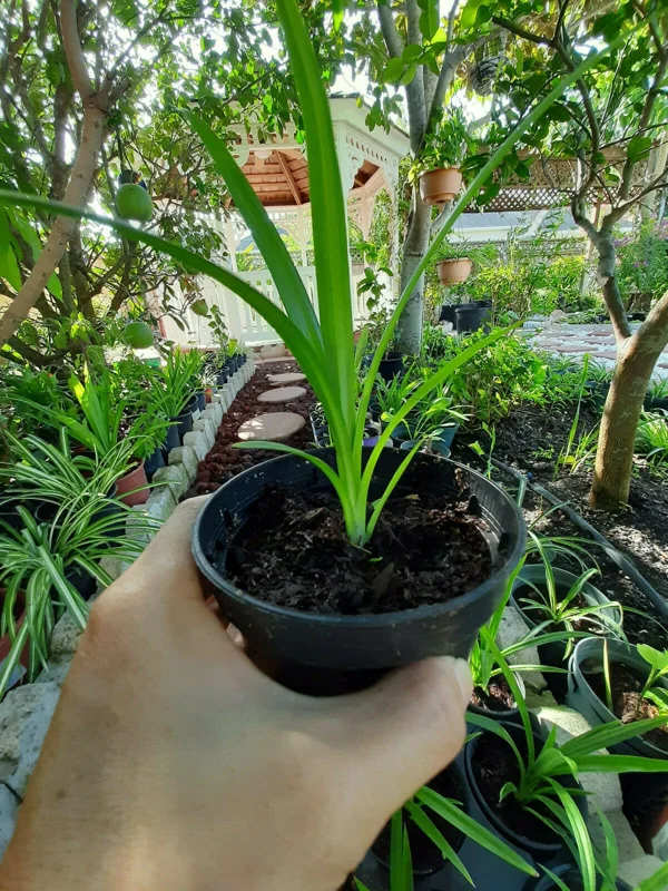 Pandan Live Plant 4-6 Inch Tall - Pandanus Amaryllifolius Tropical Herb - Image 3