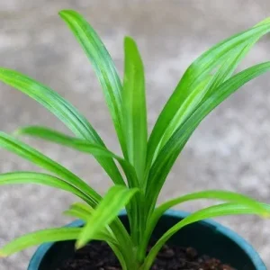 Pandan Live Plant 4-6 Inch Tall - Pandanus Amaryllifolius Tropical Herb - Image 4