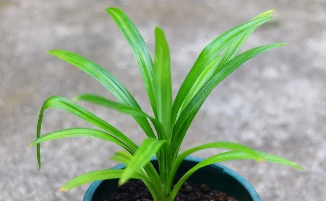Pandan Live Plant 4-6 Inch Tall - Pandanus Amaryllifolius Tropical Herb - Image 4