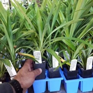 Pandan Live Plant 4-6 Inch Tall - Pandanus Amaryllifolius Tropical Herb - Image 5