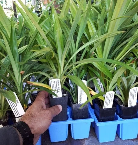 Pandan Live Plant 4-6 Inch Tall - Pandanus Amaryllifolius Tropical Herb - Image 5