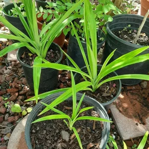 Pandan Live Plant 4-6 Inch Tall - Pandanus Amaryllifolius Tropical Herb - Image 6
