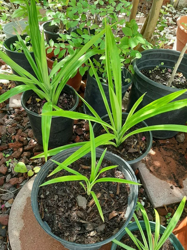 Pandan Live Plant 4-6 Inch Tall - Pandanus Amaryllifolius Tropical Herb - Image 6