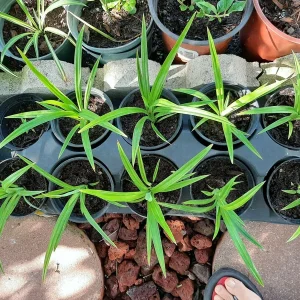 Pandan Live Plant 4-6 Inch Tall - Pandanus Amaryllifolius Tropical Herb - Image 7
