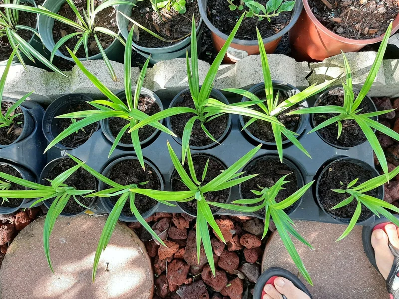 Pandan Live Plant 4-6 Inch Tall - Pandanus Amaryllifolius Tropical Herb - Image 7