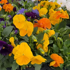 Pansy Delta Pure Color Mix Live Plant – Vibrant Blooms – 4 inch Pot – Outdoor - Image 2