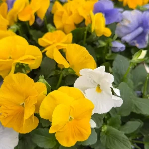 Pansy Delta Pure Color Mix Live Plant – Vibrant Blooms – 4 inch Pot – Outdoor - Image 3