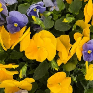 Pansy Delta Pure Color Mix Live Plant – Vibrant Blooms – 4 inch Pot – Outdoor - Image 1