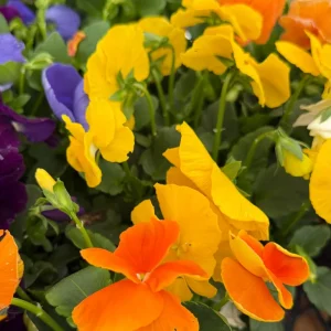 Pansy Delta Pure Color Mix Live Plant – Vibrant Blooms – 4 inch Pot – Outdoor - Image 4