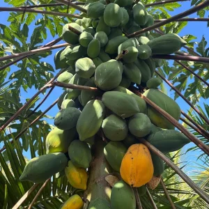 Papaya Live Plant – Tropical Fruit Tree – 5-10in Tall – 4in Pot - Image 2