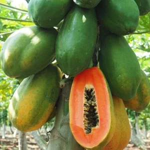 Papaya Live Plant – Tropical Fruit Tree – 5-10in Tall – 4in Pot - Image 1