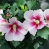 Paraplu Pink Ink Hibiscus Live Plant - Starter 5-7 Inch - Outdoor Deciduous Shrub - Image 1