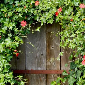 Passiflora Coccinea Vine Red - Passion Flower Live Plant - 4 inch Tall - Image 2