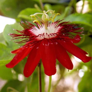 Passiflora Coccinea Vine Red - Passion Flower Live Plant - 4 inch Tall - Image 3