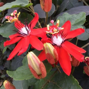 Passiflora Coccinea Vine Red - Passion Flower Live Plant - 4 inch Tall - Image 1