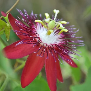 Passiflora Coccinea Vine Red - Passion Flower Live Plant - 4 inch Tall - Image 4