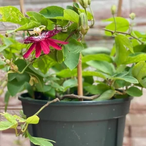 Passiflora Coccinea Vine Red - Passion Flower Live Plant - 4 inch Tall - Image 5