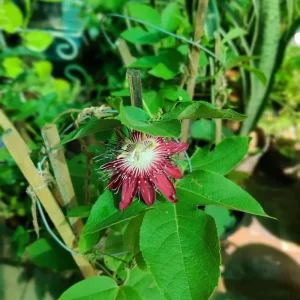 Passiflora Coccinea Vine Red - Passion Flower Live Plant - 4 inch Tall - Image 6