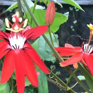 Passiflora Coccinea Vine Red - Passion Flower Live Plant - 4 inch Tall - Image 7