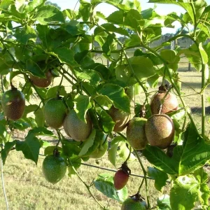 Passiflora edulis 'Possum Purple' Passion Fruit Live Plant - 4-5 inch Seedling - Image 3