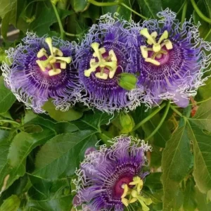 Passiflora Inspiration Live Plant - Exotic Flowering Vine - 4-8 inches Tall - Image 2