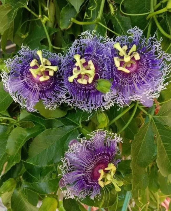 Passiflora Inspiration Live Plant - Exotic Flowering Vine - 4-8 inches Tall - Image 2