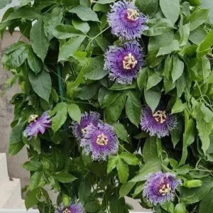 Passiflora Inspiration Live Plant - Exotic Flowering Vine - 4-8 inches Tall - Image 3